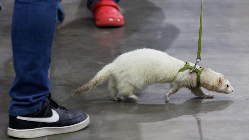 Una persona pasea a su mascota, un hurón, durante la 'Expo Mascotas & Animales', en Santiago (Chile). 