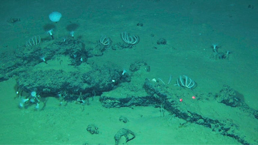 Imagen tomada desde el sumergible chino Fendouzhe, de algunos de los restos de ballenas que forman el cementerio más grande, profundo y antiguo de estos animales. 