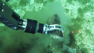 Impactante hallazgo: descubren un masivo cementerio de ballenas a kilómetros de profundidad y con restos de 5,3 millones de años