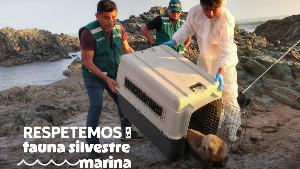 Son los especialistas quienes deben manipular a estos animalitos cuando salen de su habitad.