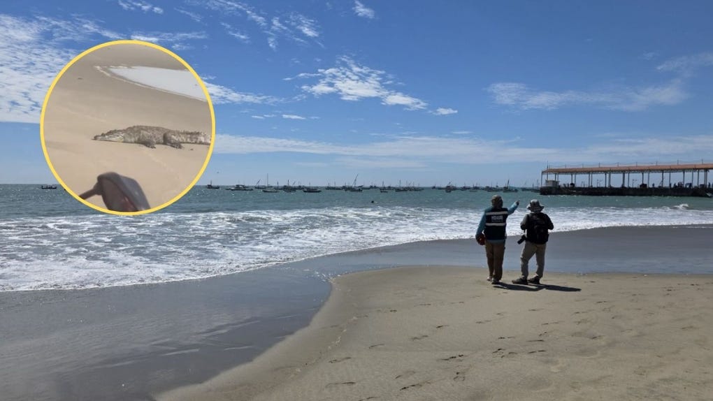 Piura: retoman actividades turísticas en Los Órganos tras captura de cocodrilo