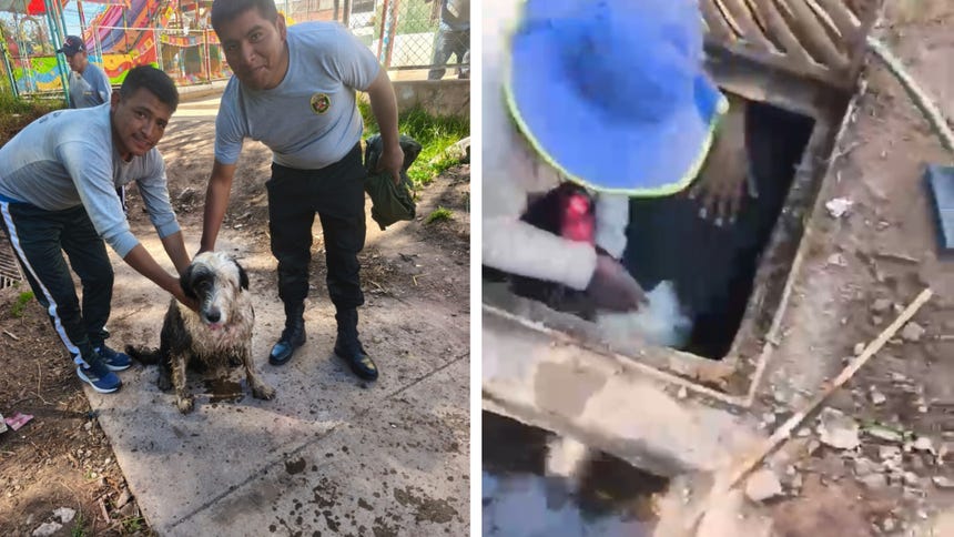 La alerta fue dada por una ciudadana que escuchó los ladridos del animal. 