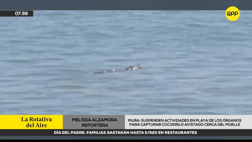 Piura: suspenden actividades en playa de Los Órganos para capturar cocodrilo avistado cerca del muelle