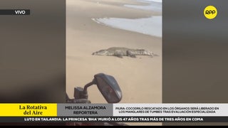 Piura: Cocodrilo rescatado en Los Órganos será liberado en Los Manglares de Tumbes tras evaluación especializada