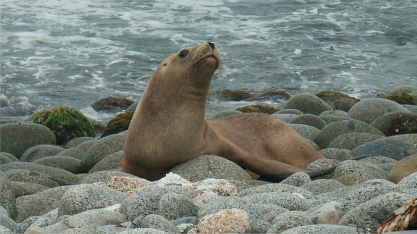 Muchas veces los animales permanecen inmóviles porque necesitan descansar tras haber enfrentado fuertes corrientes o condiciones marítimas desfavorables.