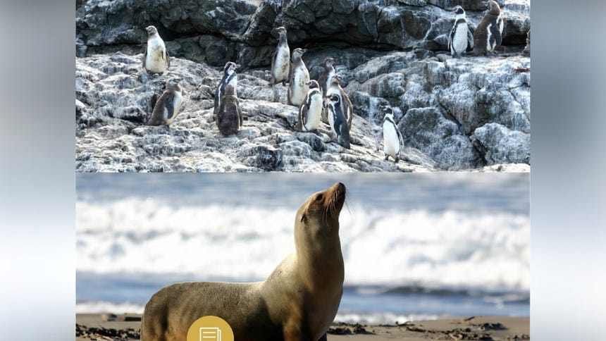 SERFOR refuerza las acciones de protección a la fauna marina ante reportes ciudadanos.