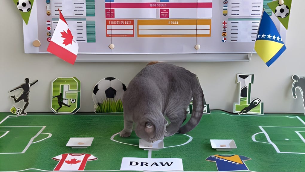 El felino viral ha ganado popularidad por acertar resultados y cautivar a los aficionados del fútbol.