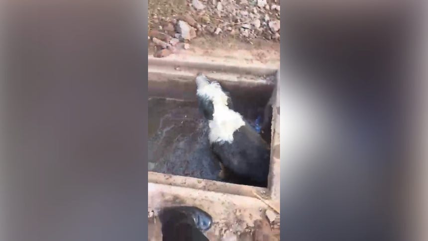 Así fue el rescate de la mascota. 