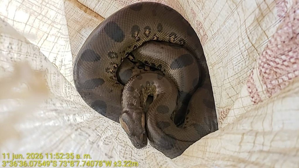 Una intervención en la que participó la <strong>Fiscalía Especializada en Materia Ambiental</strong> (FEMA) permitió el recate de 10 especímenes de fauna silvestre.