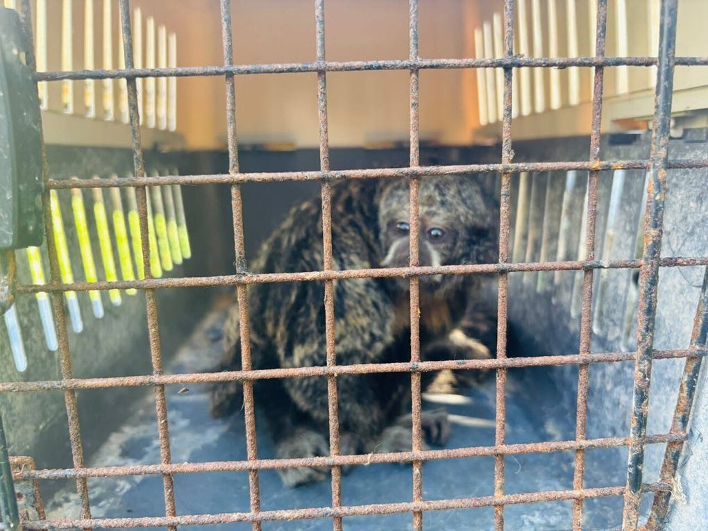 El rescate se registró en la comunidad nativa Sinchicuy, distrito de Punchana, en la región<strong> Loreto</strong>.