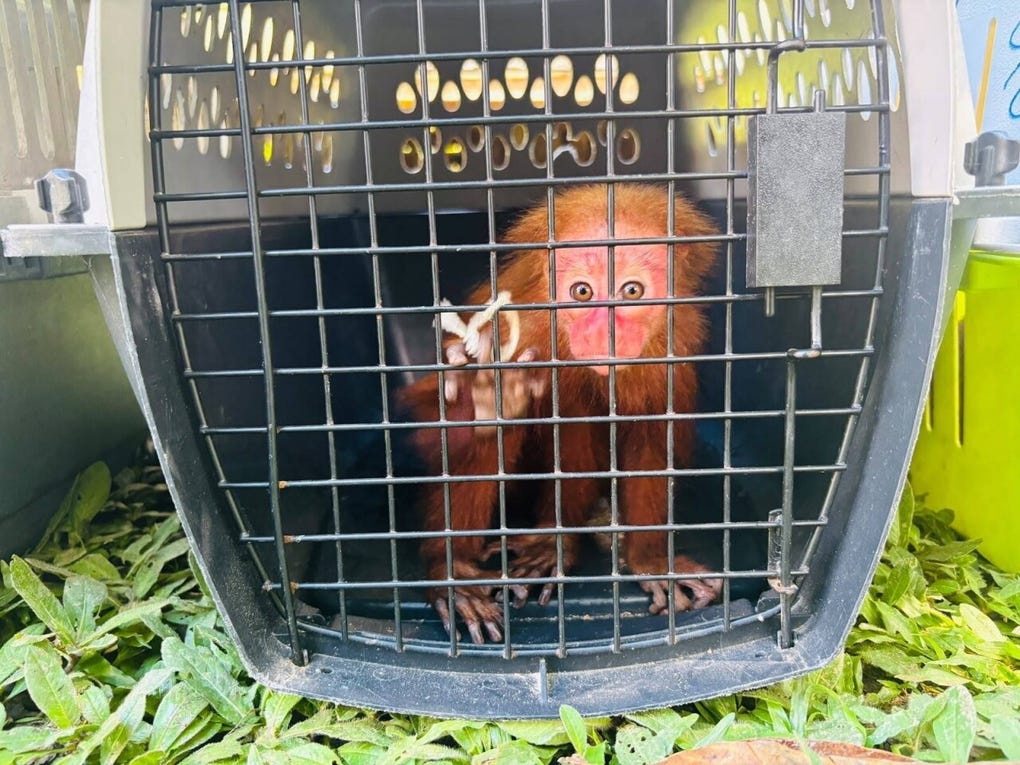Durante la diligencia se recuperaron tres monos, una anaconda y seis lagartos blancos.