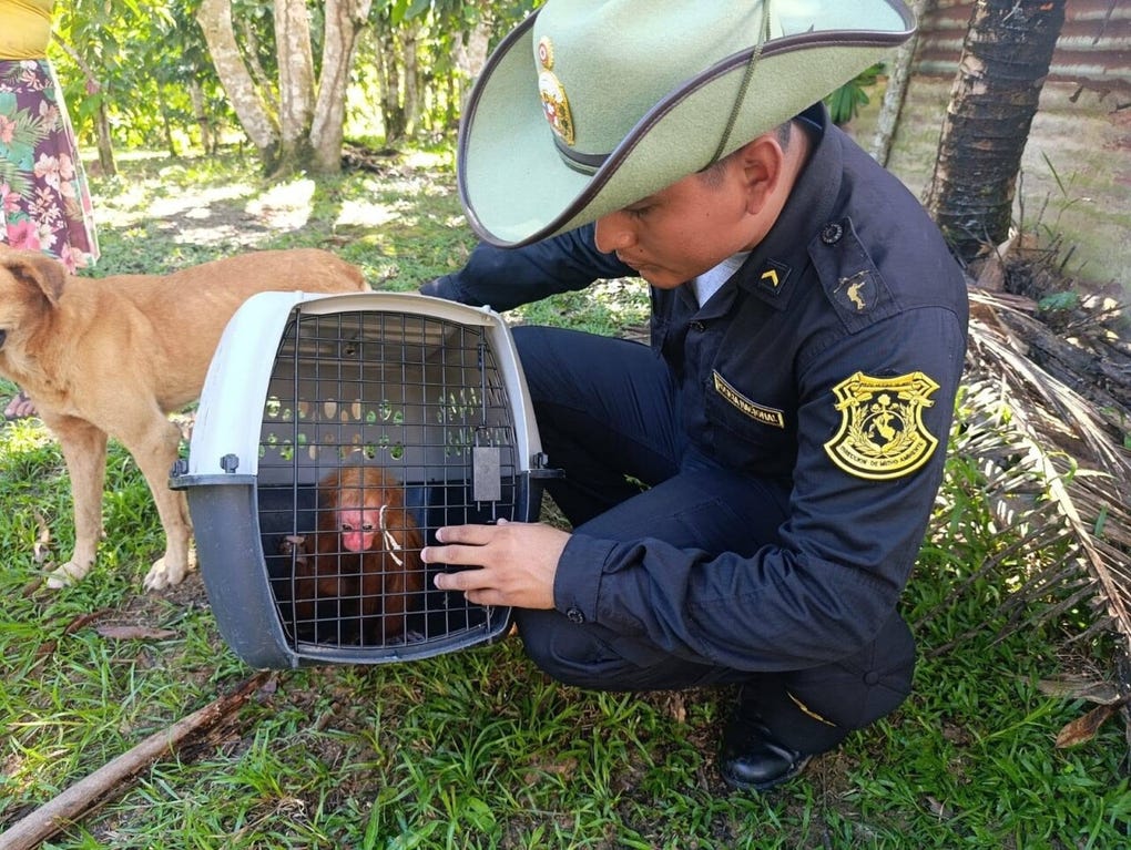 Tres monos se recuperaron gracias a la intervención de las autoridades.