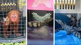 Rescatan monos, anaconda y lagartos blancos mantenidos ilegalmente en una comunidad de Loreto [FOTOS]