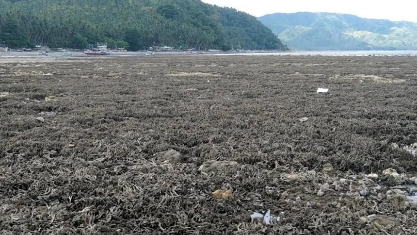 Una larga pradera de coral quedó expuesta en la costa de Pangyan, tras el terremoto de magnitud 7,8 en Filipinas.