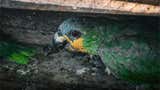 Ucayali: rescatan 105 aves silvestres en operativo contra el tráfico ilegal en las inmediaciones del puerto de Pucallpa [FOTOS]