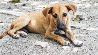 ¿Qué responsabilidades existen cuando se maltrata a un animal en la vía pública?