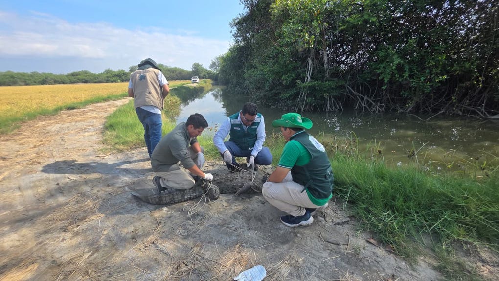 El ejemplar fue avistado y capturado días atrás en las playas del distrito de <strong>Los Órganos</strong>, provincia de Talara.
