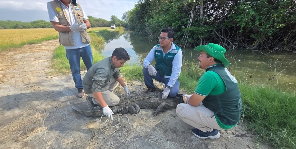 El ejemplar se trataba de un macho de 2,28 metros de longitud. Según informó Serfor, presentó una adecuada condición corporal, ausencia de lesiones externas, articulaciones y reflejos normales, así como un alto nivel de comportamiento silvestre.