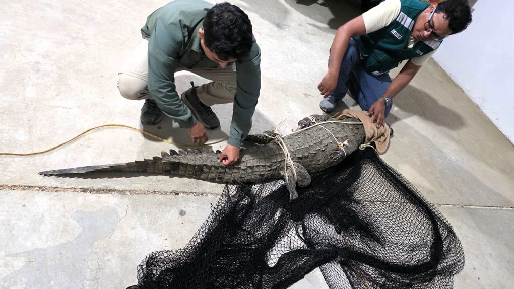 Los factores mencionados permitieron autorizar su liberación inmediata conforme a los protocolos de manejo de fauna silvestre.