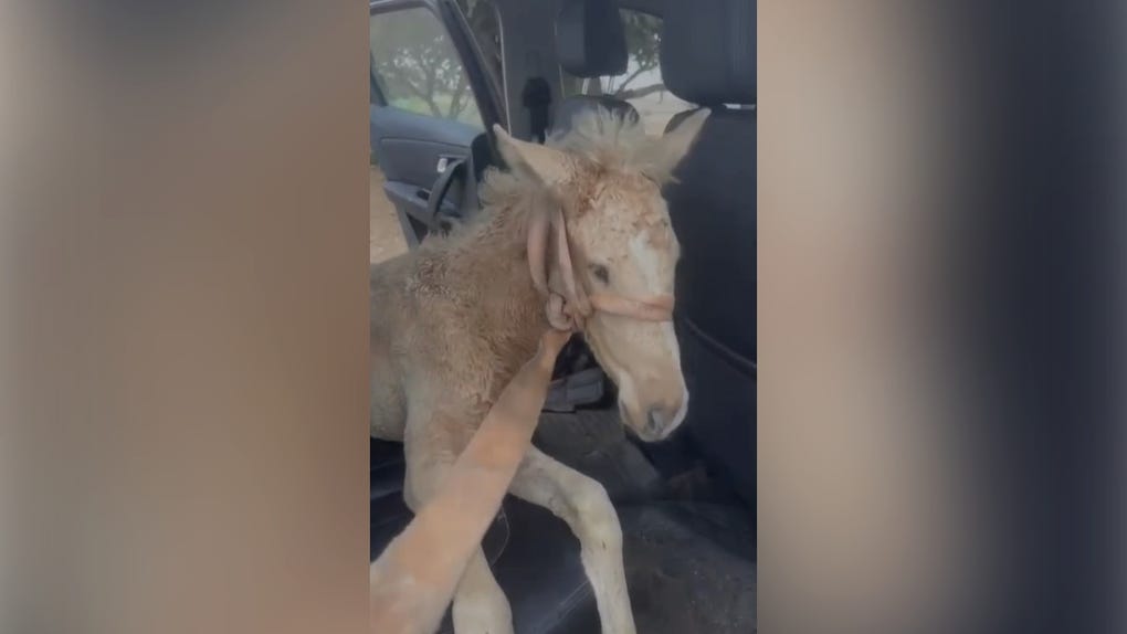 Un potrillo con discapacidad visual fue rescatado por una familia que conoció su situación a través de las redes sociales.