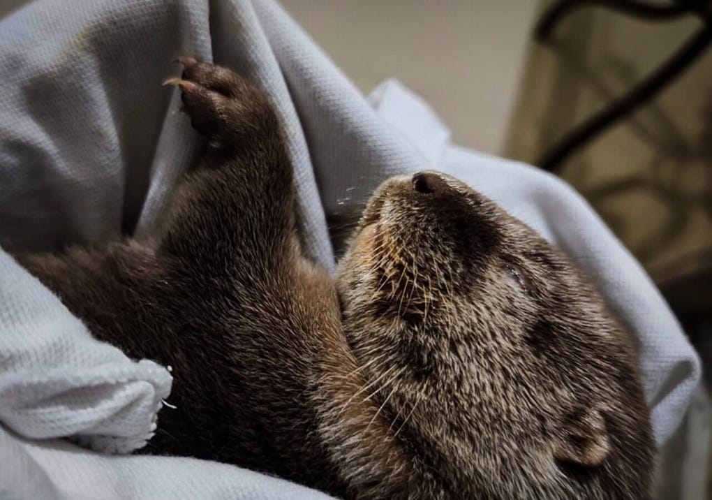 Una cría de nutria de río fue rescatada luego de que vecinos de la junta de vecinos Las Palmeras reportaran su hallazgo a la Sede Operativa Forestal y de Fauna Silvestre de Padre Abad – Aguaytía, en la región <a data-mce-href=https://rpp.pe/peru/ucayali href=https://rpp.pe/peru/ucayali target=_blank rel=noopener><strong>Ucayali</strong></a>.