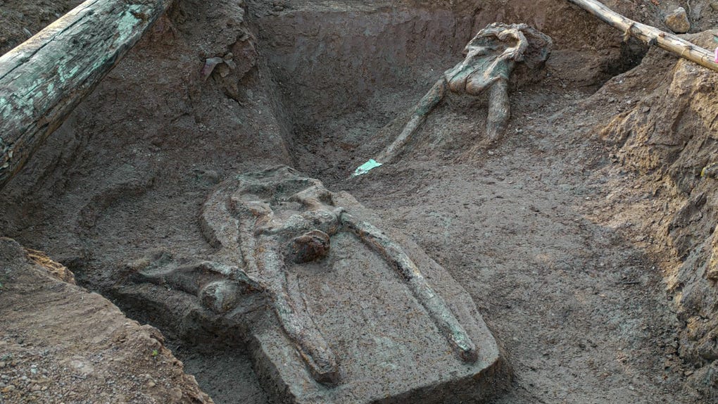 Los fósiles serán sometidos a minuciosos procesos de limpieza, conservación y análisis arqueológico. 