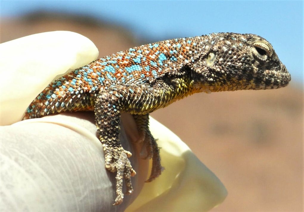 Una nueva especie de reptil fue descubierta en los ecosistemas desérticos de la región Tacna, al sur del país.