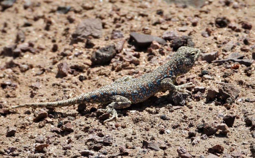 Se trata de una nueva especia de lagartija denominada Liolaemus wasara, que fue identificada en los desiertos y lomas costeras de la región norteña.