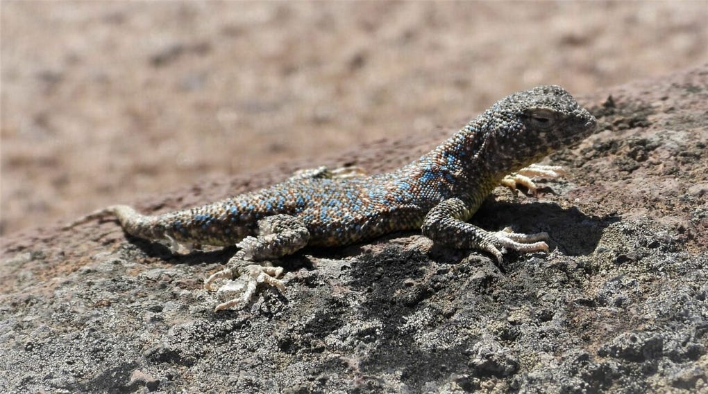 Pablo Franco León, docente investigador de la Universidad Nacional Jorge Basadre Grohmann, participó en el descubrimiento de esta nueva especie de reptil.
