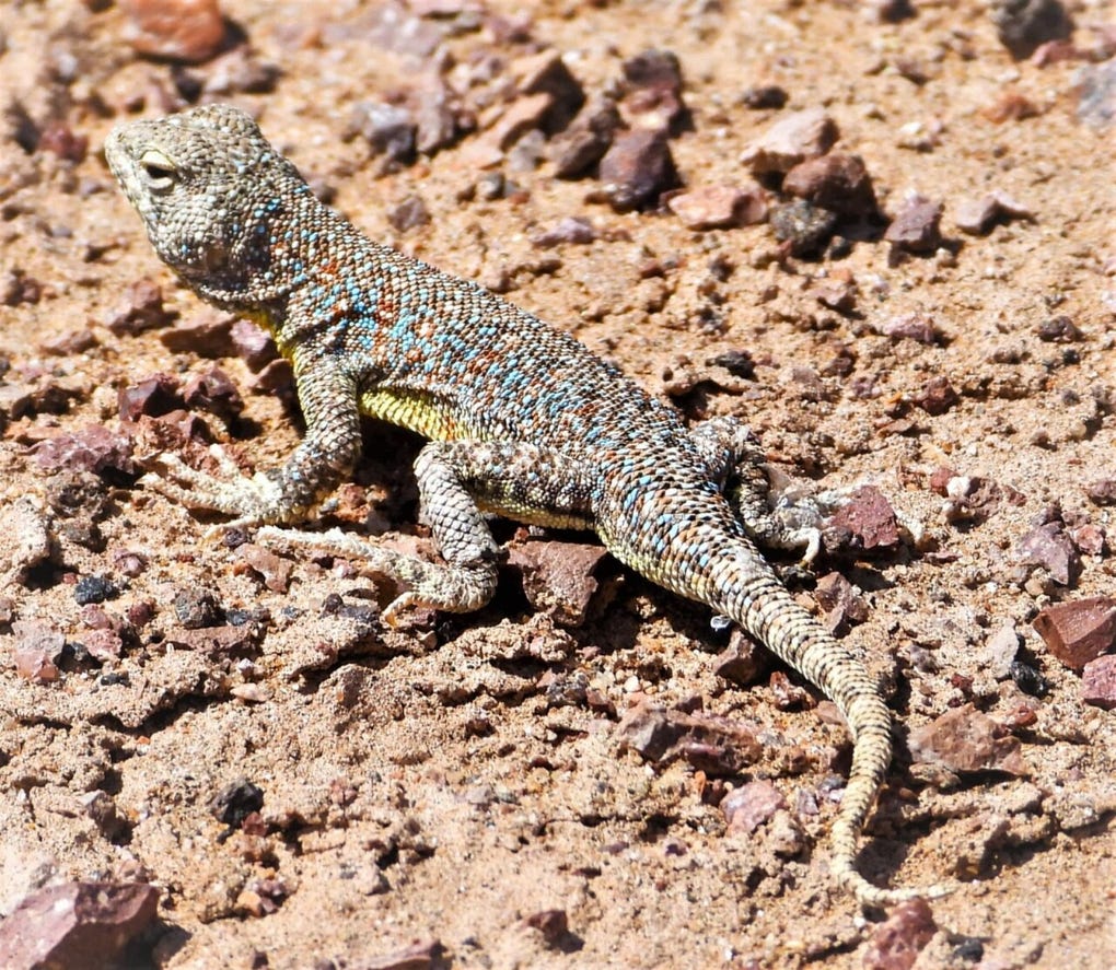 Este descubrimiento representa un aporte significativo para la herpetología y el conocimiento de la biodiversidad del sur peruano, debido a que evidencia la existencia de especies únicas en los desiertos de Tacna.