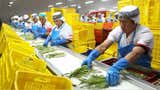 Agroexportaciones peruanas suman US$ 3 899 millones en el primer cuatrimestre de 2026