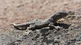 Descubren nueva especie de reptil en desiertos de Tacna [FOTOS]