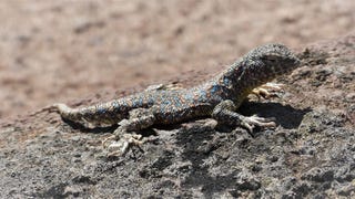 Descubren nueva especie de reptil en desiertos de Tacna [FOTOS]
