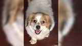 Villa El Salvador: familia busca a perrito extraviado hace cuatro días en inmediaciones de mercado Unicachi