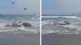Ballena de seis metros aparece varada en el mar de Asia: Imarpe investiga hallazgo [VIDEO]