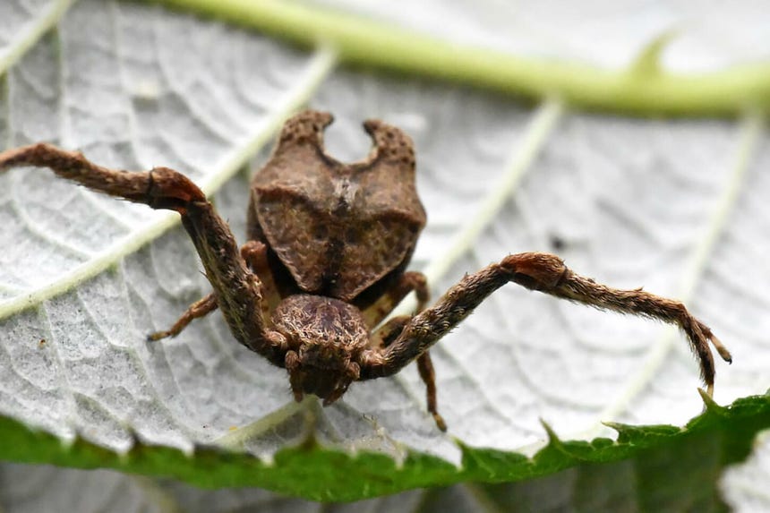 Especie de araña cangrejo 'Sidymella malefica'