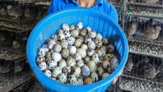 Congreso aprobó requisitos mínimos para la venta de huevos de gallina y codorniz en la vía pública