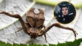 Descubren una nueva especie de araña cangrejo y la bautizan en honor a Angelina Jolie