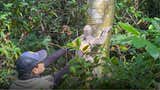 Ucayali: liberan gavilán pollero, boa mantona y tres osos perezosos en bosques amazónicos