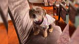 La Molina: familia busca a perrita Susy con dermatitis severa