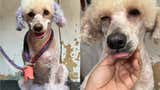 San Martín de Porres: perrita rescatada llamada Martha desapareció en la avenida Universitaria