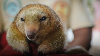 Ucayali: oso mielero fue rescatado y devuelto al bosque tras derribo de árbol donde habitaba [FOTOS]