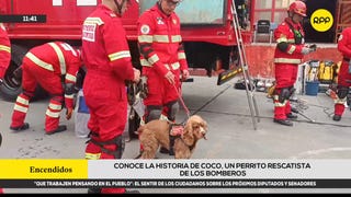 Valientes, inteligentes y leales: ¿cuál es la labor del perro rescatista de los Bomberos?