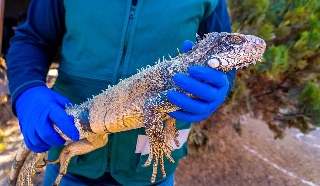 El <strong>Servicio Nacional Forestal y de Fauna Silvestre</strong> (SERFOR), del <strong>Ministerio de Desarrollo Agrario y Riego</strong> (MIDAGRI), recuperó y mantiene bajo custodia a un ejemplar adulto de iguana verde (Iguana iguana). El espécimen fue hallado en una jaula al interior de un inmueble ubicado en el centro poblado de Chen Chen, en el distrito de <strong>Moquegua</strong>.
