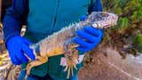 Moquegua: rescatan iguana verde encontrada en una jaula para aves en Chen Chen [FOTOS]
