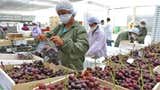 Exportaciones de frutas y hortalizas crecieron 17.3 % en el primer cuatrimestre: ¿cuáles fueron los mercados clave?