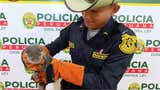 Rescatan nutria de río durante operativo contra tráfico de especies en Loreto