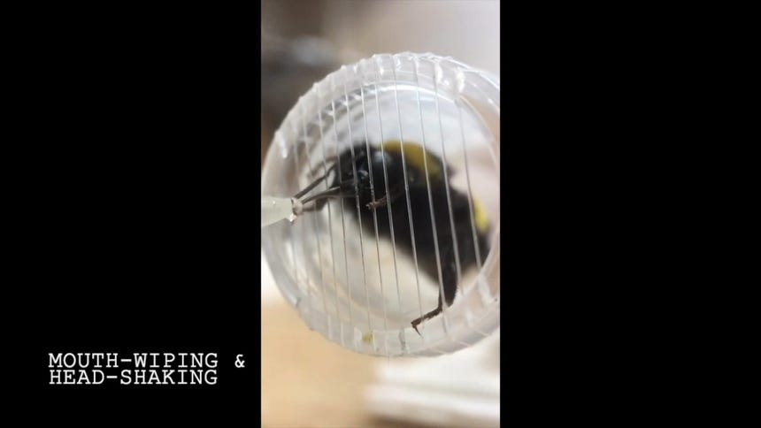 Los científicos identificaron reacciones afectivas a los sabores en los abejorros. Video reproducido con autorización de Proceedings of the National Academy of Sciences USA (PNAS)