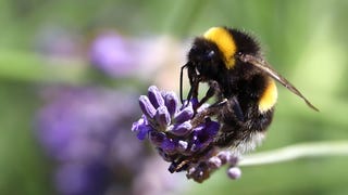 ¿Los insectos tienen emociones?: Estudio revela expresiones orofaciales en abejorros ante los sabores [VIDEO]