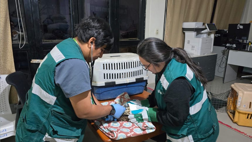 Ambas aves fueron suministradas con medicamentos para reducir el estrés durante el tratamiento de recuperación. 